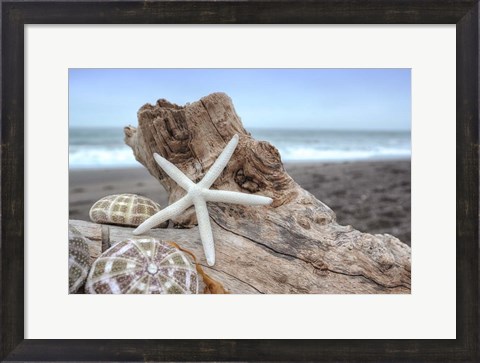 Framed Crescent Beach Shells 6 Print