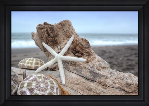 Framed Crescent Beach Shells 6 Print