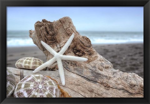 Framed Crescent Beach Shells 6 Print