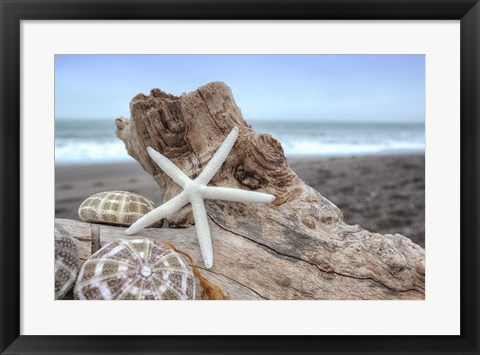 Framed Crescent Beach Shells 6 Print