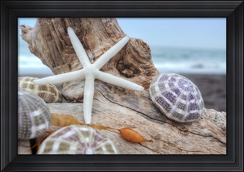 Framed Crescent Beach Shells 7 Print
