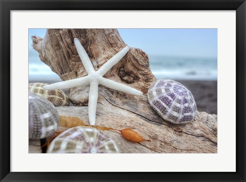 Framed Crescent Beach Shells 7 Print