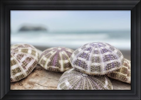 Framed Crescent Beach Shells 8 Print