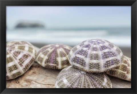 Framed Crescent Beach Shells 8 Print