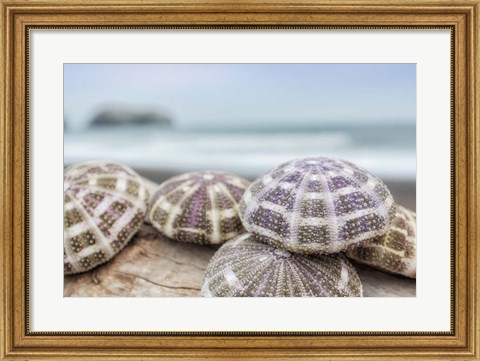 Framed Crescent Beach Shells 8 Print