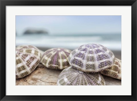 Framed Crescent Beach Shells 8 Print