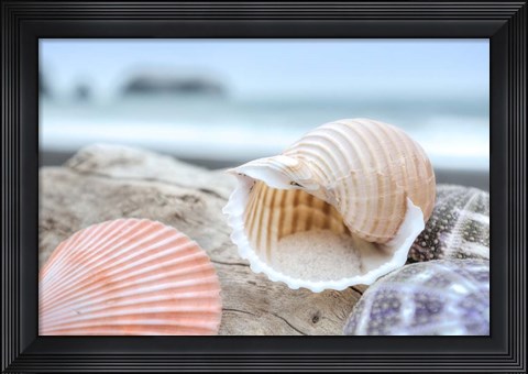 Framed Crescent Beach Shells 9 Print