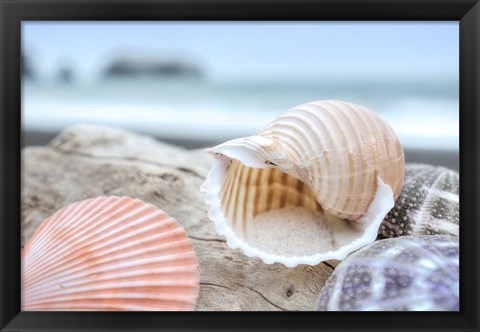 Framed Crescent Beach Shells 9 Print