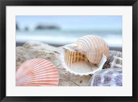 Framed Crescent Beach Shells 9 Print