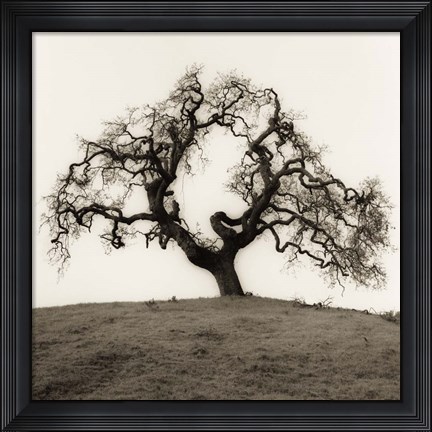 Framed Hillside Oak Tree Print