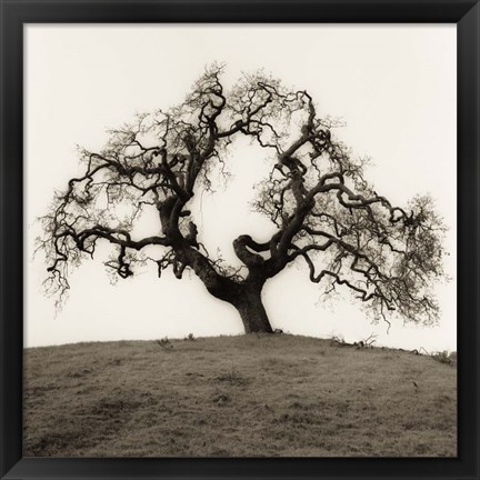 Framed Hillside Oak Tree Print