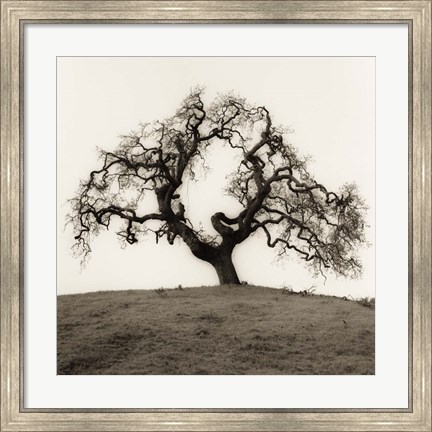 Framed Hillside Oak Tree Print