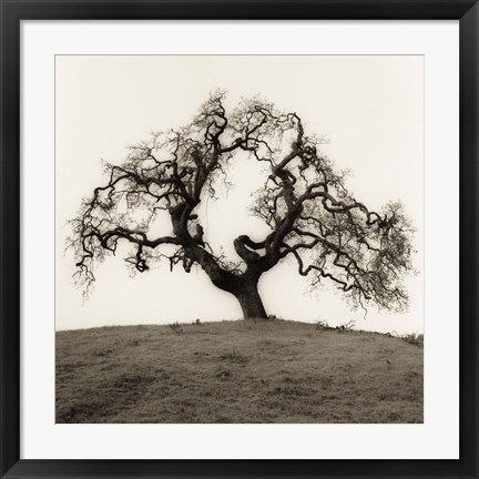 Framed Hillside Oak Tree Print