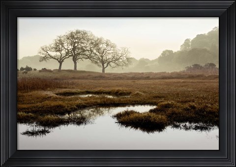 Framed Island Oak Trees Print
