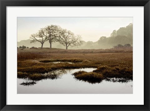 Framed Island Oak Trees Print