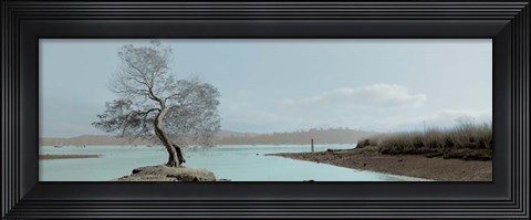 Framed Lagoon Oak Tree Print