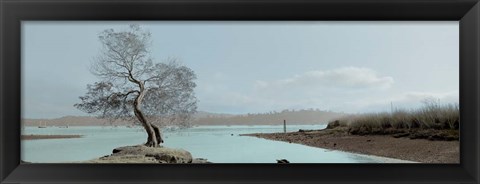 Framed Lagoon Oak Tree Print