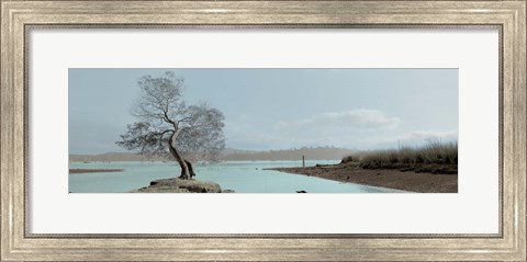 Framed Lagoon Oak Tree Print