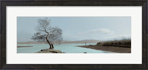 Framed Lagoon Oak Tree Print