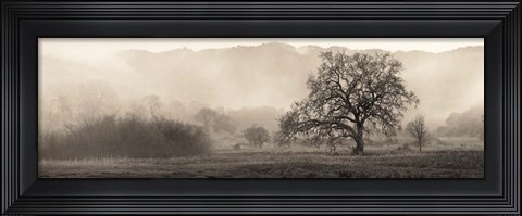 Framed Meadow Oak Tree Print