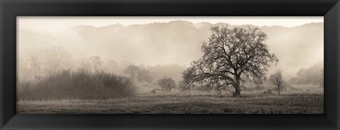 Framed Meadow Oak Tree Print