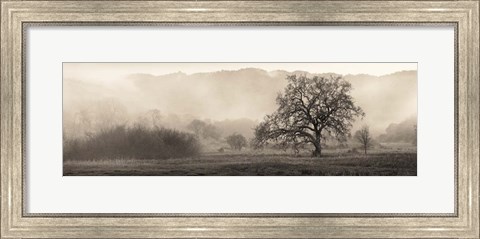 Framed Meadow Oak Tree Print