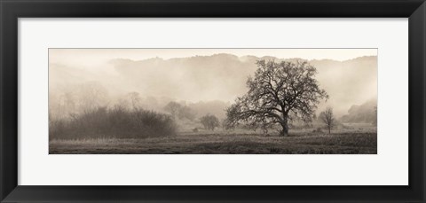 Framed Meadow Oak Tree Print