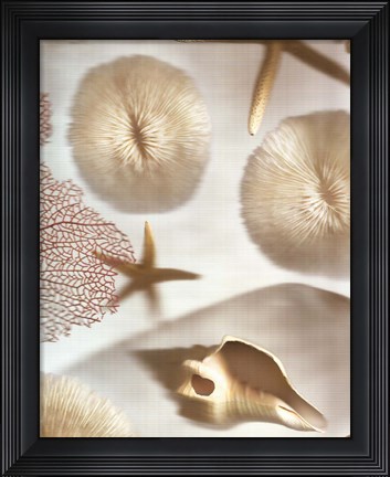 Framed Nautical Illuminations No.1 Print