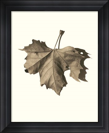 Framed Norway Maple Print