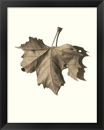 Framed Norway Maple Print