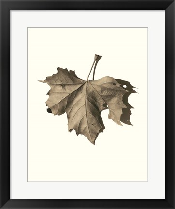 Framed Norway Maple Print