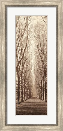 Framed Poplar Trees Print