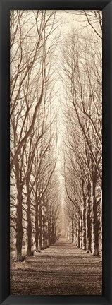 Framed Poplar Trees Print