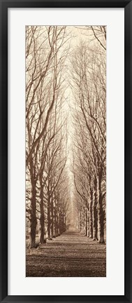 Framed Poplar Trees Print