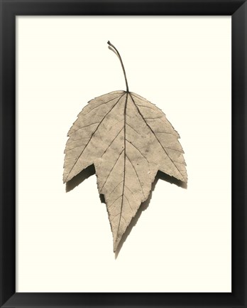 Framed Red Maple Print