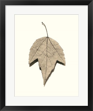 Framed Red Maple Print