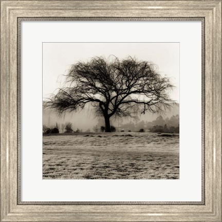 Framed Willow Tree Print
