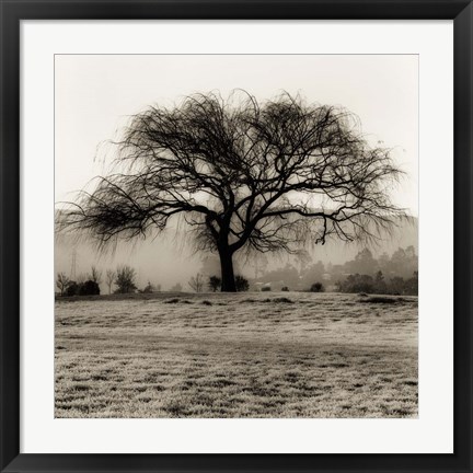 Framed Willow Tree Print