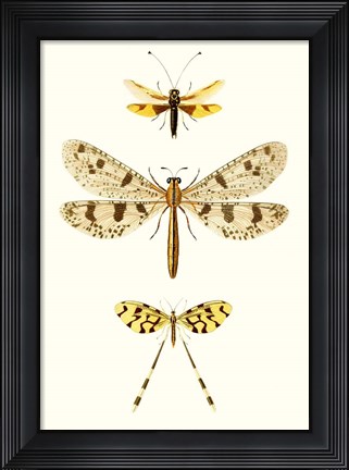 Framed Entomology Series I Print