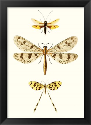 Framed Entomology Series I Print