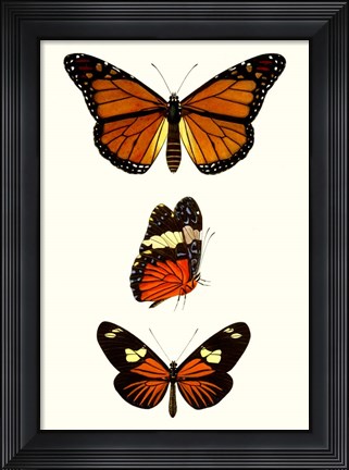 Framed Entomology Series II Print