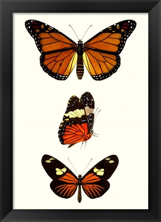 Framed Entomology Series II Print