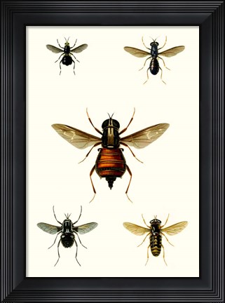 Framed Entomology Series III Print
