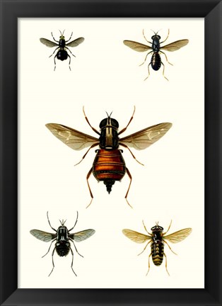 Framed Entomology Series III Print