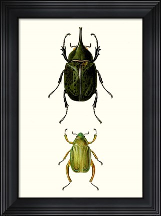 Framed Entomology Series IV Print