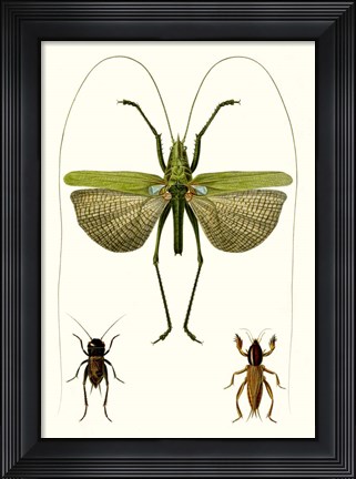 Framed Entomology Series V Print