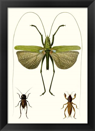 Framed Entomology Series V Print