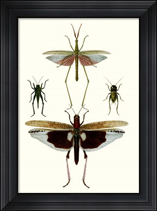 Framed Entomology Series VI Print