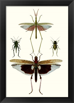 Framed Entomology Series VI Print