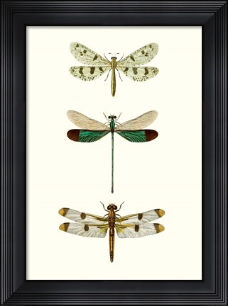 Framed Entomology Series VII Print